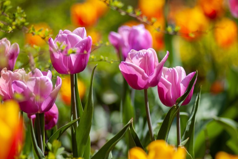 Top 5 Organic Gardening Hacks For Spring!