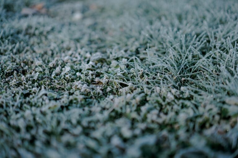How to Keep Your Delicate Plants Safe During an Overnight Frost in Florida