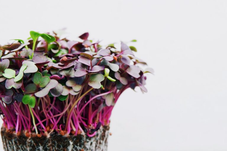 How To Grow Nutrient-Packed Microgreens and Incorporate Them Into Your Diet