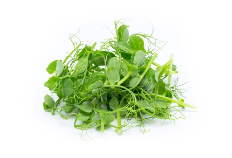 Sprouts Vs. Microgreens: What Is The Difference Between These Powerful Greens?