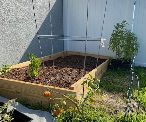 raised bed garden small tomato