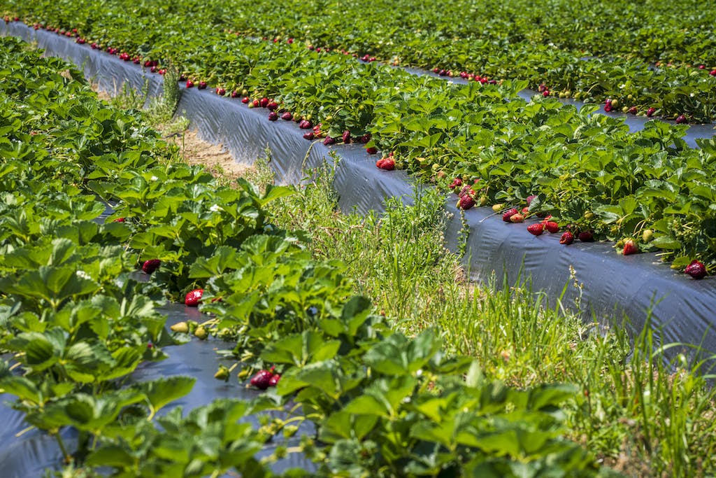 Photo of a Strawberry Field