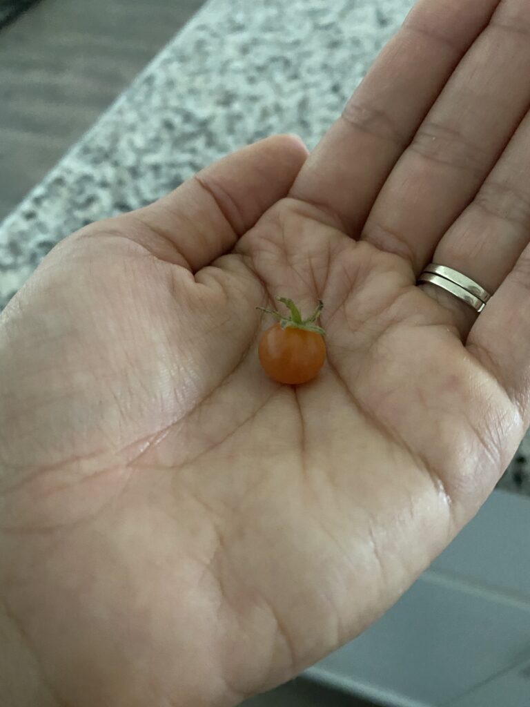 tiny floradade tomato